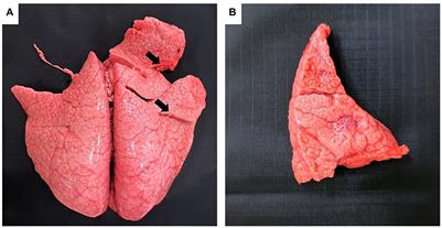 Case report: Pathology, antimicrobial resistance, and molecular characterization of bovine abortion cases caused by Nocardia farcinica in Korean native cattle